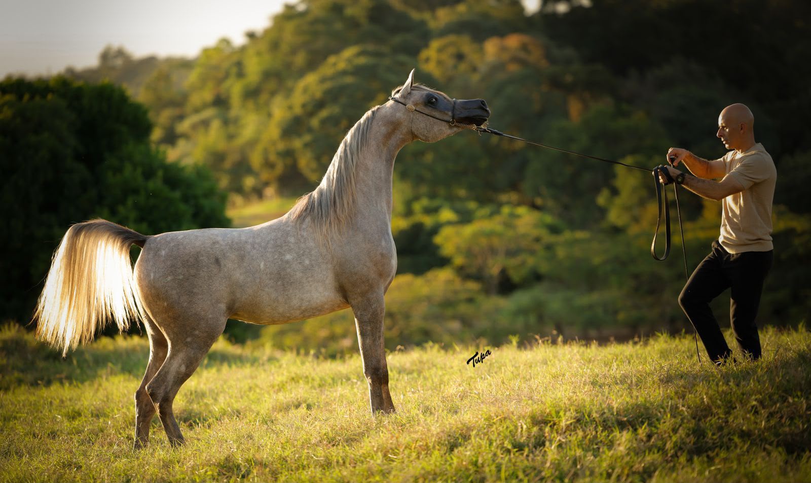 Cavalo árabe cinza apresentado ao ar livre, com luz dourada