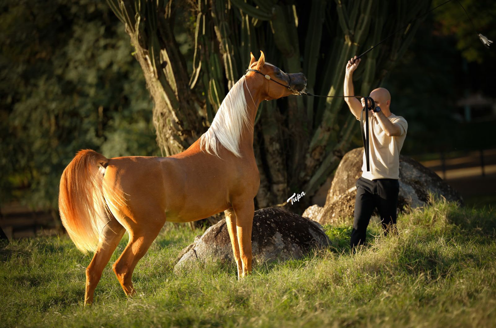 Cavalo árabe de pelagem dourada e crina clara junto a um cacto