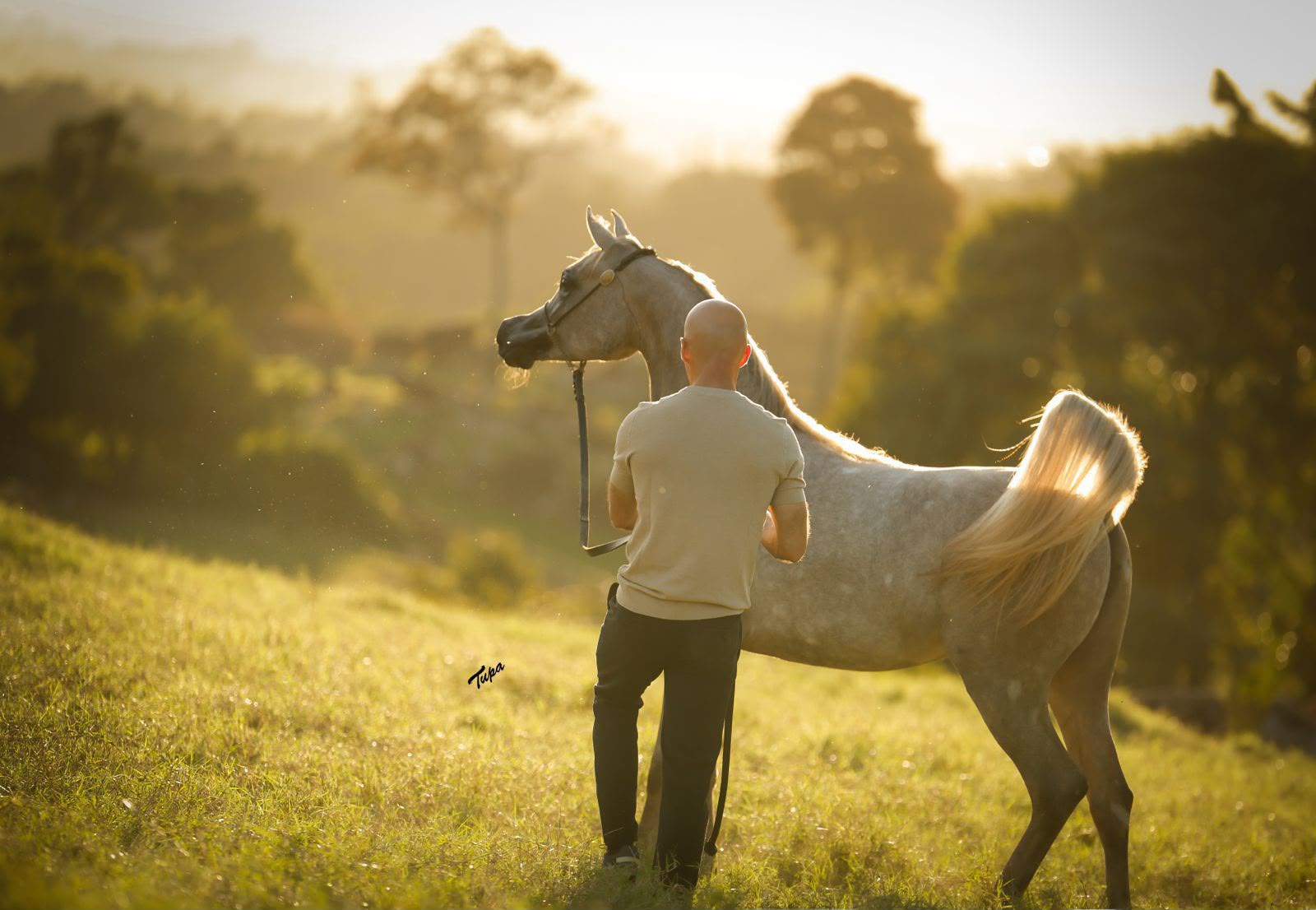Cavalo árabe cinza com seu condutor ao pôr do sol