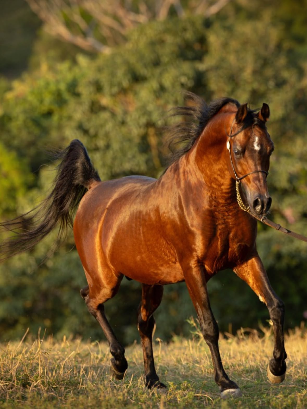 Cavalo árabe castanho em movimento no campo