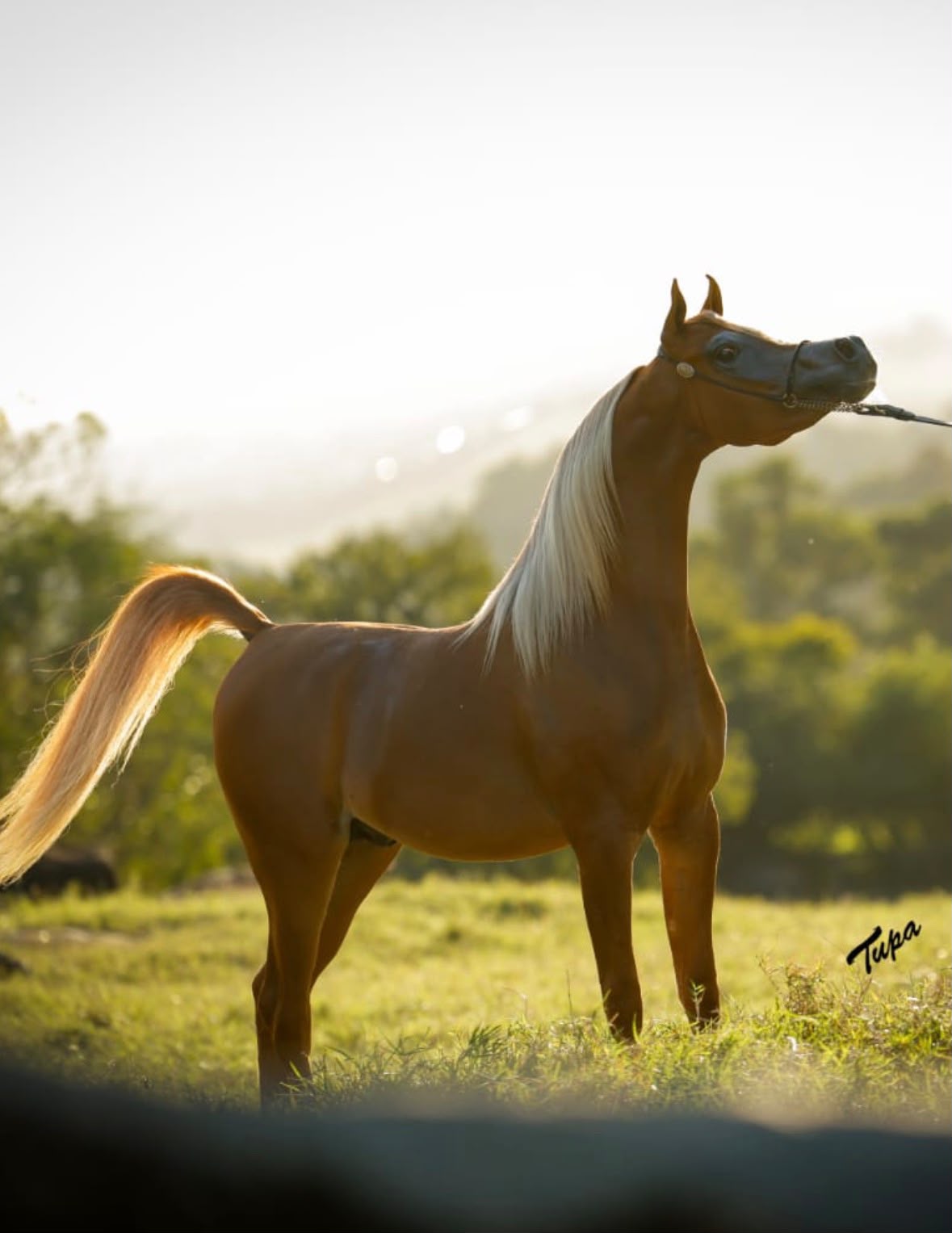 Cavalo árabe de crina clara em um retrato com luz de fim de tarde