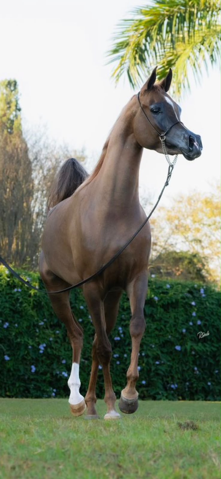 Cavalo árabe castanho apresentado em um jardim