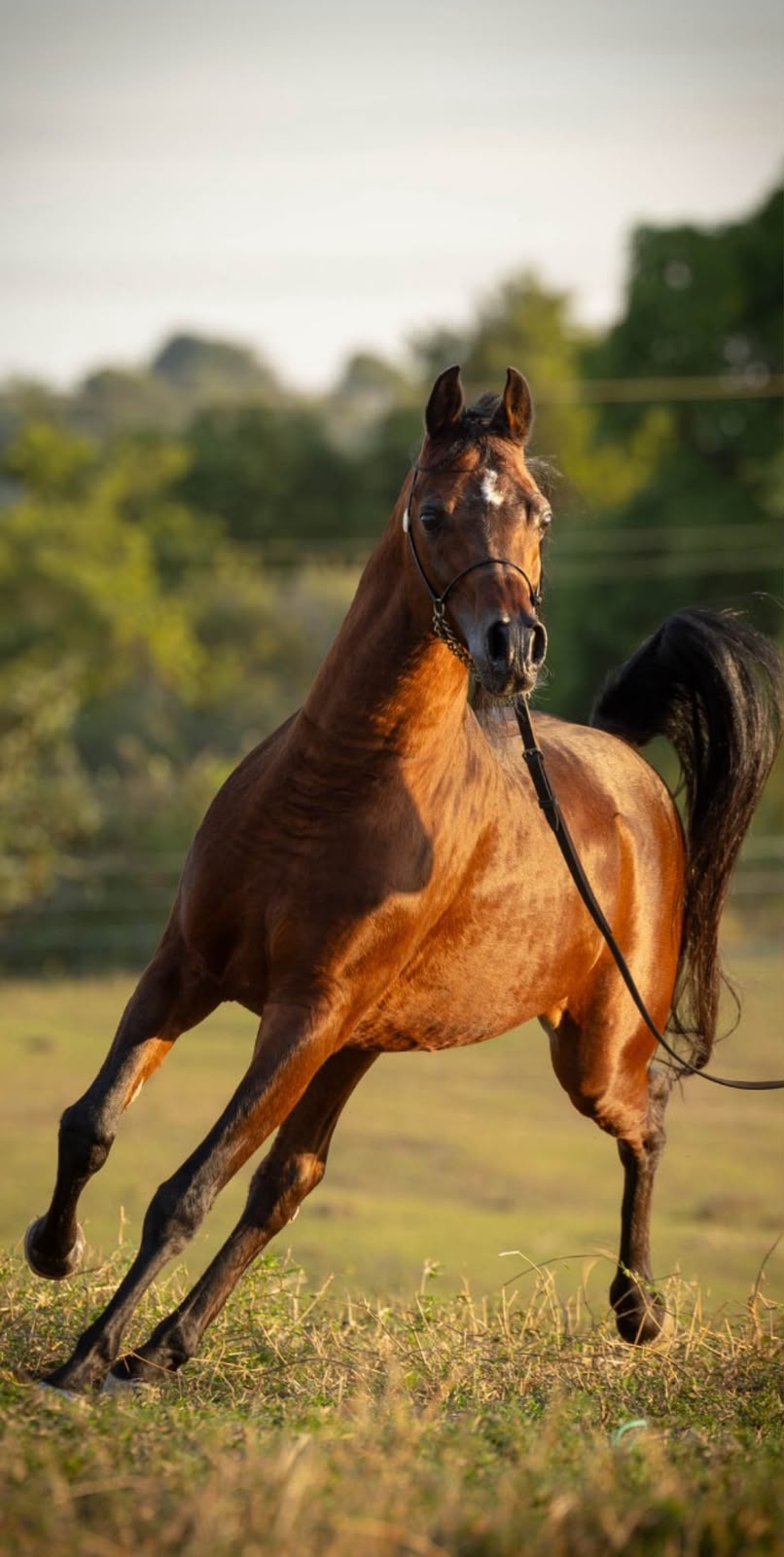 Cavalo árabe castanho correndo com a cauda erguida